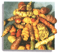 Andean tubers, olluco and oca 