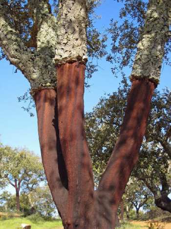 zork cork, wine closures, wine corks, cork tree