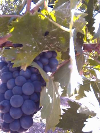 grapes, wine, making wine