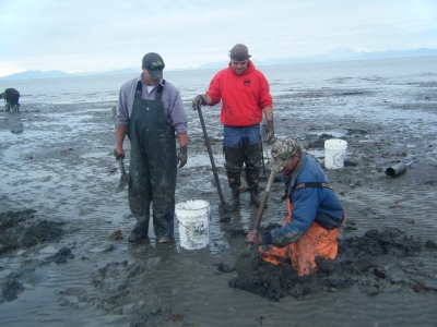 seafood in Alaska, razor clams, Alaskan seafood