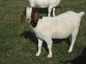 Goat meat, Chevron, Spanish Goat