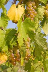 organic wines, organic white wines, white wines