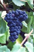 Pinot Noir, Pinot, Wine, Grapes